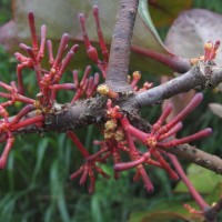 Dendrophthoe neelgherrensis (Wight & Arn.) Tiegh.